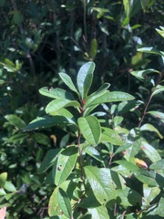 Kalmia cuneata