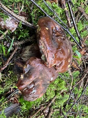 Neoboletus