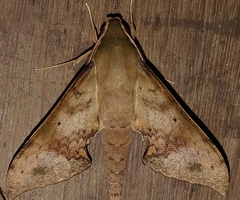 Xylophanes germen