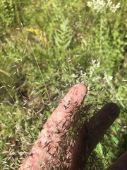 Muhlenbergia expansa
