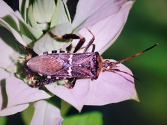 Leptoglossus clypealis