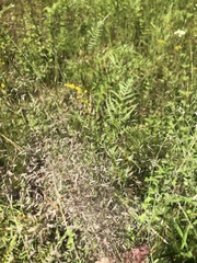 Muhlenbergia expansa