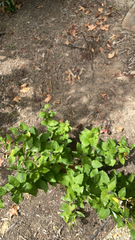 Platycodon grandiflorus