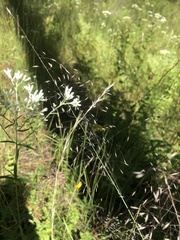 Muhlenbergia expansa