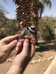 Charadrius hiaticula