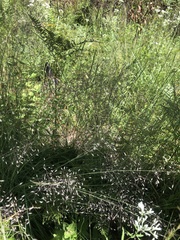 Muhlenbergia expansa