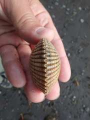 Clinocardium nuttallii