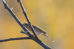 Emberiza