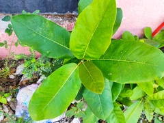 Moraceae
