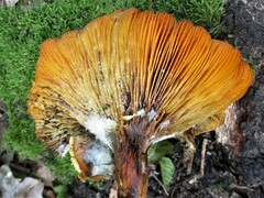 Omphalotus