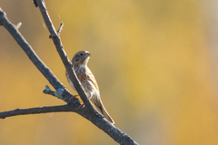 Emberiza