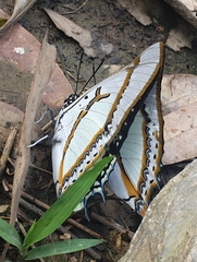 Polyura eudamippus
