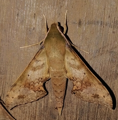 Xylophanes germen