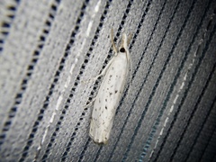 Chrysoteuchia distinctellus