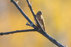 Emberiza