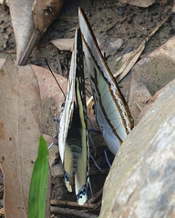 Polyura eudamippus