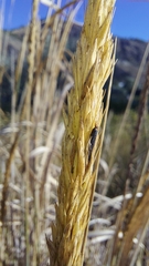 Leymus cinereus