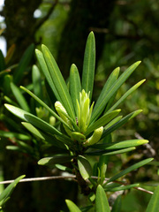 Podocarpus neriifolius