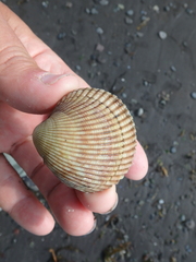 Clinocardium nuttallii