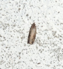 Endothenia quadrimaculana
