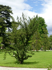 Podocarpus neriifolius