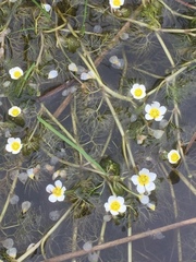 Ranunculus peltatus-aquatilis