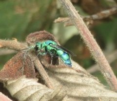 Caenochrysis