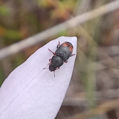 Urodontinae