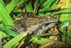 Ptychadena mossambica