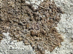 Xanthoparmelia loxodes