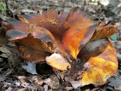 Omphalotus