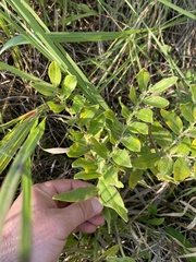 Lithospermum canescens