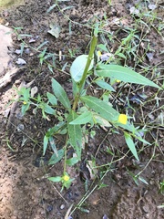 Ludwigia alternifolia