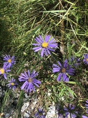 Symphyotrichum novi-belgii elodes