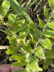 Lithospermum canescens