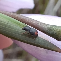 Urodontinae