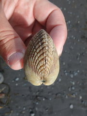 Clinocardium nuttallii