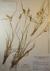 Carex × subviridula