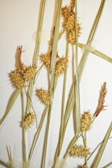 Carex × subviridula