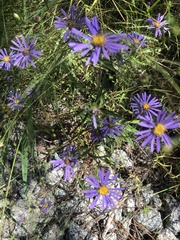 Symphyotrichum novi-belgii elodes
