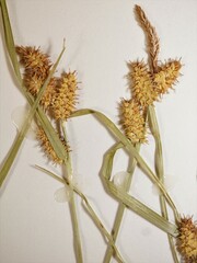 Carex × subviridula