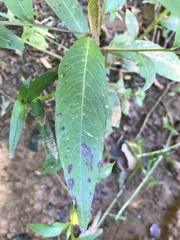 Ludwigia alternifolia