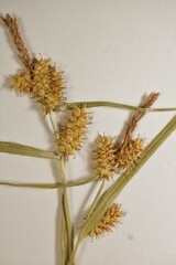 Carex × subviridula