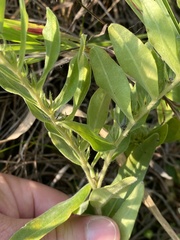 Lithospermum canescens