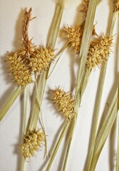 Carex × subviridula