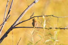 Emberiza rustica