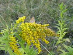 Lycaena