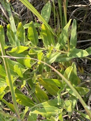 Lithospermum canescens