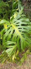 Monstera deliciosa