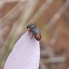 Urodontinae